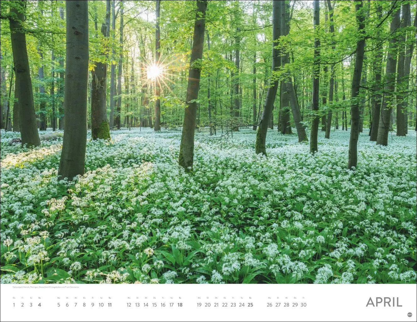 Bild: 9783756416998 | Schönheit des Waldes Posterkalender 2027 | Kalender | 14 S. | Deutsch