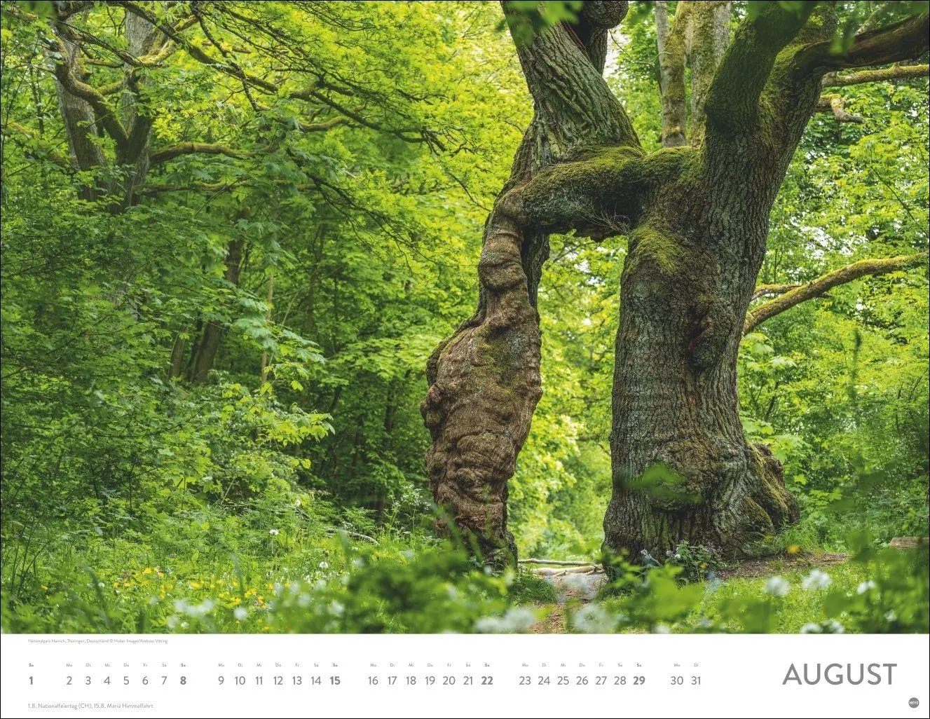 Bild: 9783756416998 | Schönheit des Waldes Posterkalender 2027 | Kalender | 14 S. | Deutsch