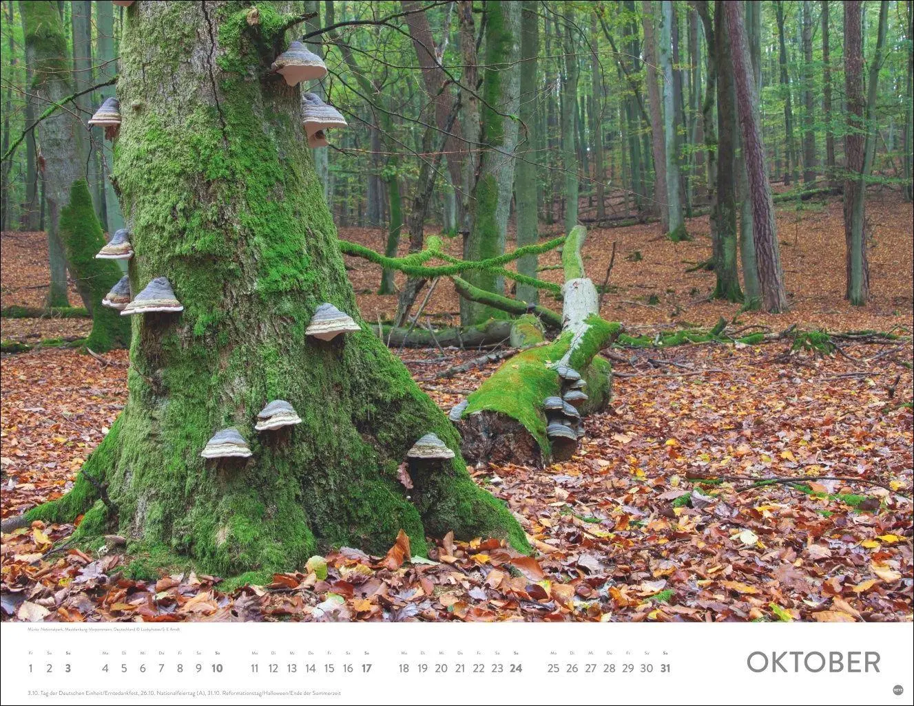 Bild: 9783756416998 | Schönheit des Waldes Posterkalender 2027 | Kalender | 14 S. | Deutsch