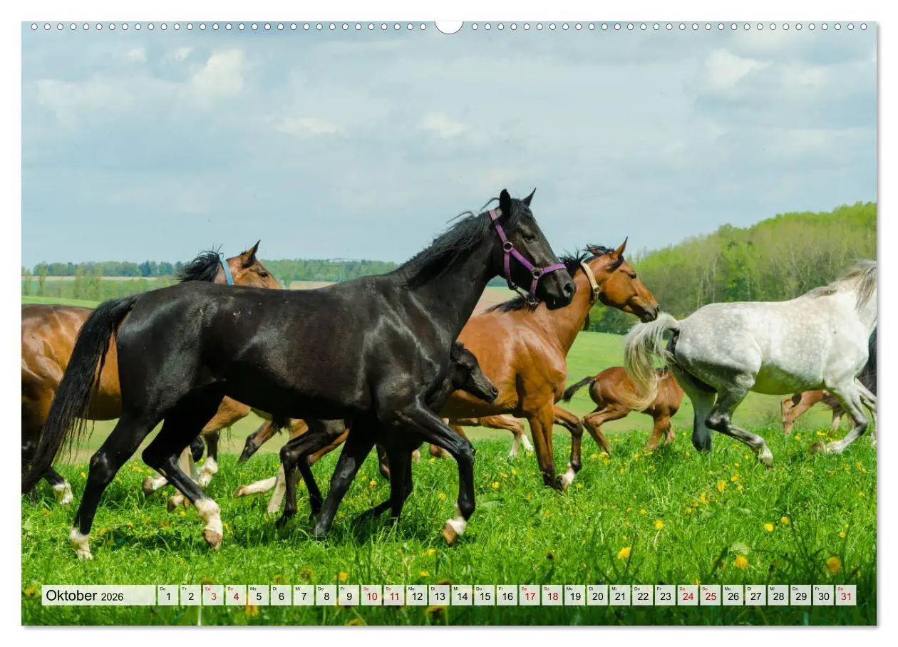 Bild: 9783457707098 | Edle Pferde - ausgelassen und unbeschwert (Wandkalender 2026 DIN A2...