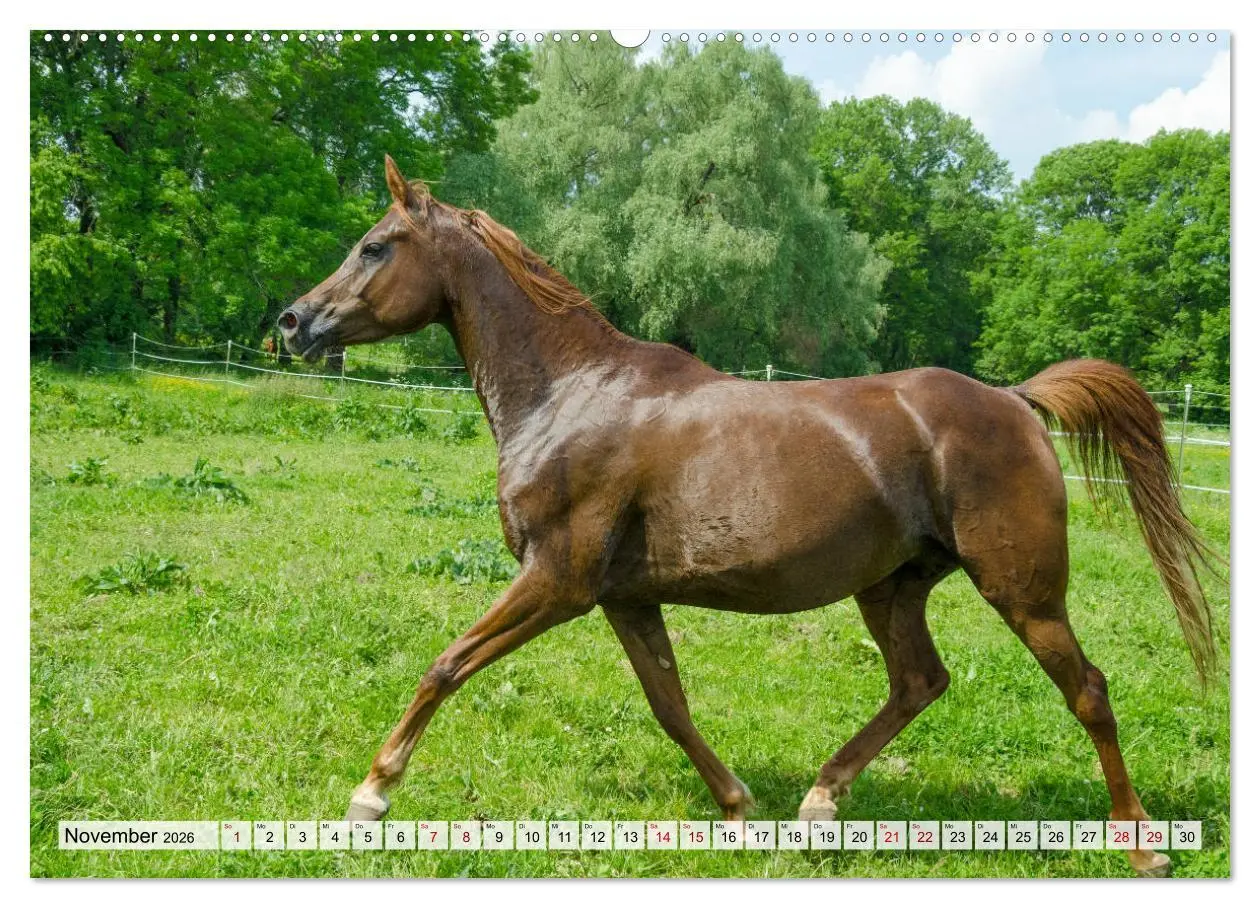 Bild: 9783457707098 | Edle Pferde - ausgelassen und unbeschwert (Wandkalender 2026 DIN A2...