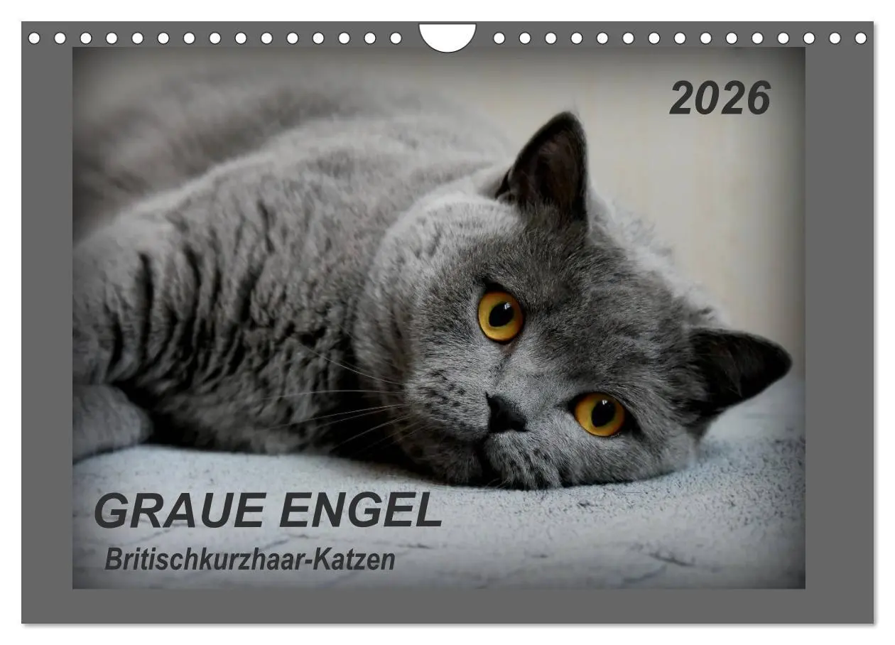 Cover: 9783457877098 | GRAUE ENGEL Britischkurzhaar-Katzen (Wandkalender 2026 DIN A4...