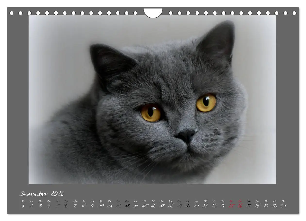 Bild: 9783457877098 | GRAUE ENGEL Britischkurzhaar-Katzen (Wandkalender 2026 DIN A4...