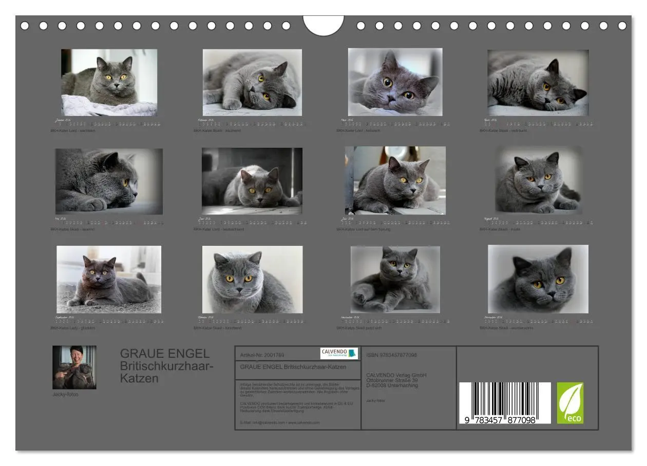 Bild: 9783457877098 | GRAUE ENGEL Britischkurzhaar-Katzen (Wandkalender 2026 DIN A4...