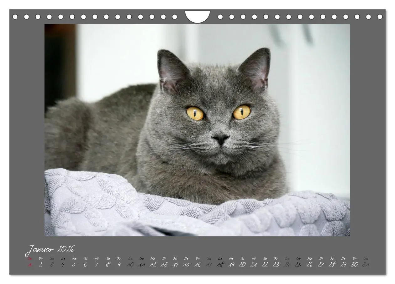 Bild: 9783457877098 | GRAUE ENGEL Britischkurzhaar-Katzen (Wandkalender 2026 DIN A4...