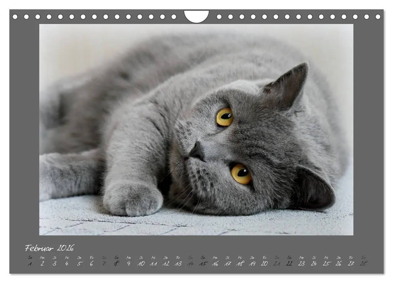 Bild: 9783457877098 | GRAUE ENGEL Britischkurzhaar-Katzen (Wandkalender 2026 DIN A4...