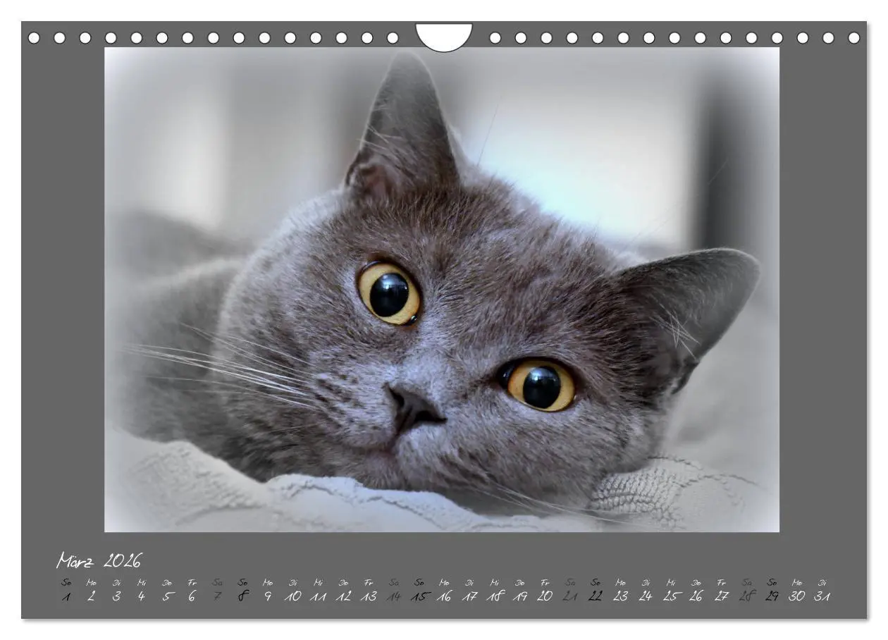 Bild: 9783457877098 | GRAUE ENGEL Britischkurzhaar-Katzen (Wandkalender 2026 DIN A4...
