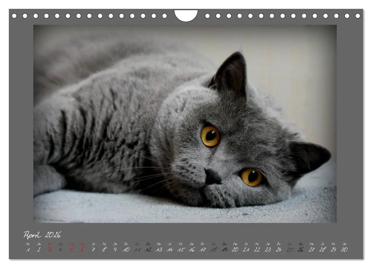 Bild: 9783457877098 | GRAUE ENGEL Britischkurzhaar-Katzen (Wandkalender 2026 DIN A4...