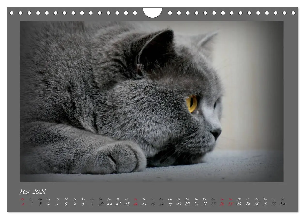Bild: 9783457877098 | GRAUE ENGEL Britischkurzhaar-Katzen (Wandkalender 2026 DIN A4...