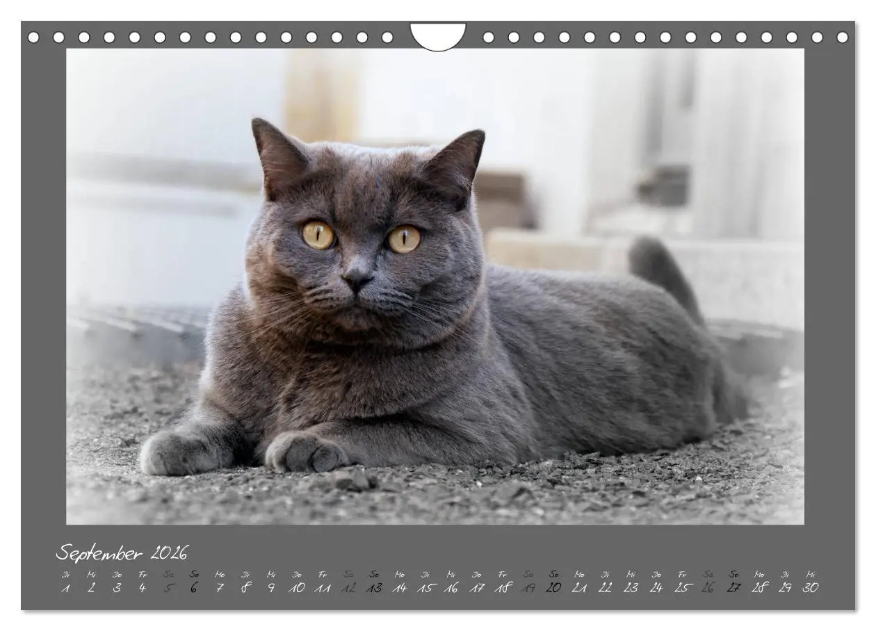 Bild: 9783457877098 | GRAUE ENGEL Britischkurzhaar-Katzen (Wandkalender 2026 DIN A4...