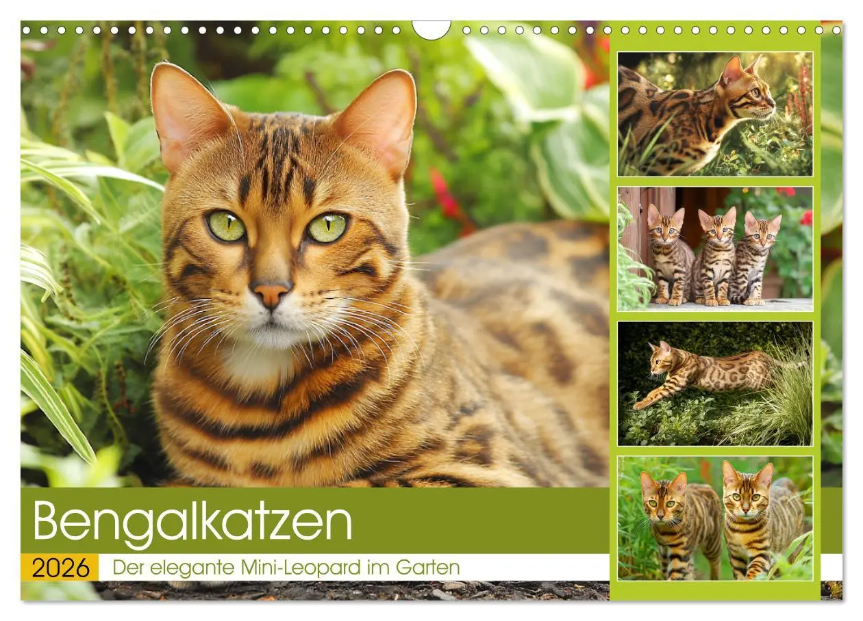 Cover: 9783516027198 | Bengalkatzen. Der elegante Mini-Leopard im Garten (Wandkalender...