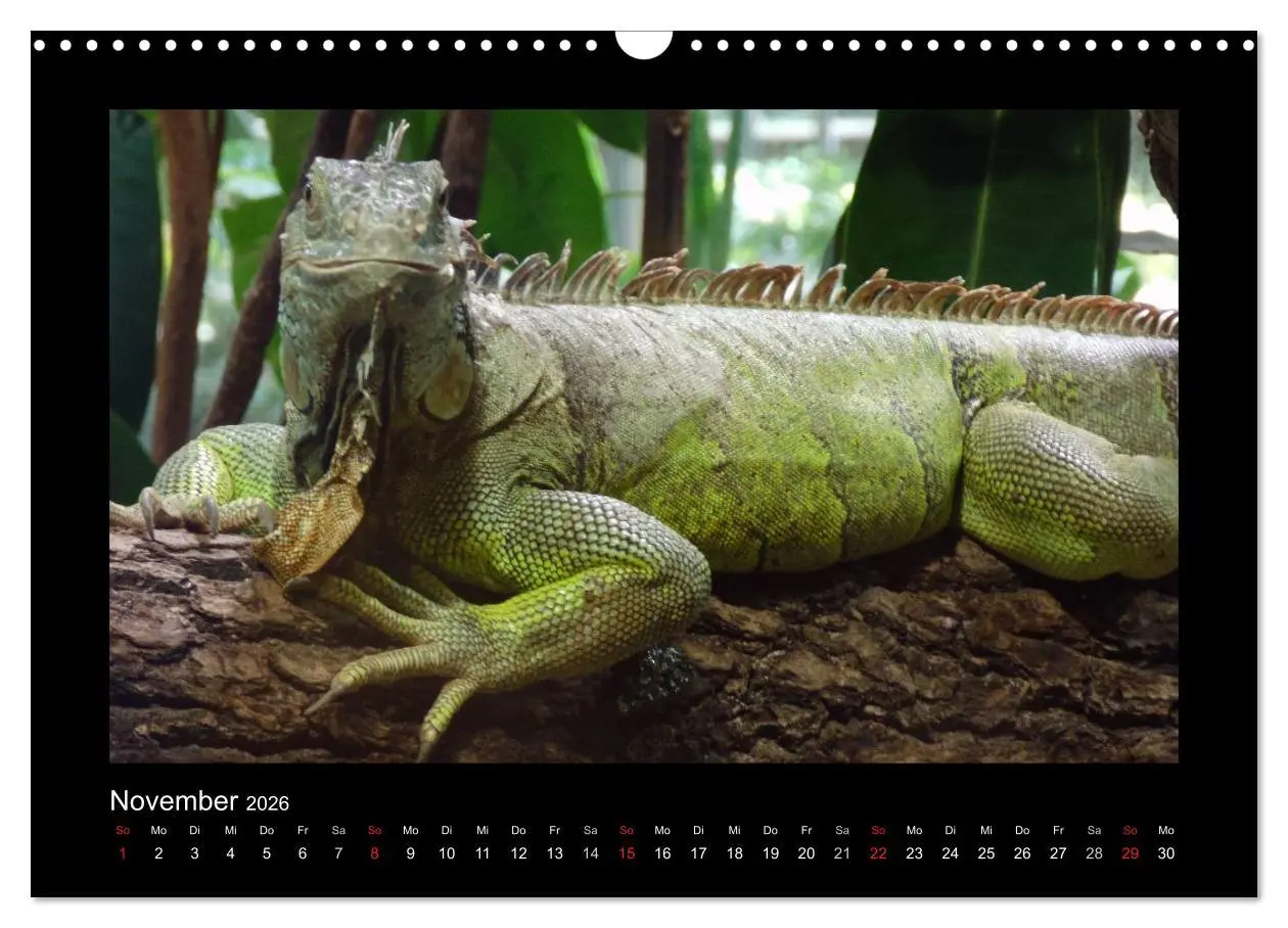 Bild: 9783516197198 | Faszinierende Reptilien (Wandkalender 2026 DIN A3 quer), CALVENDO...