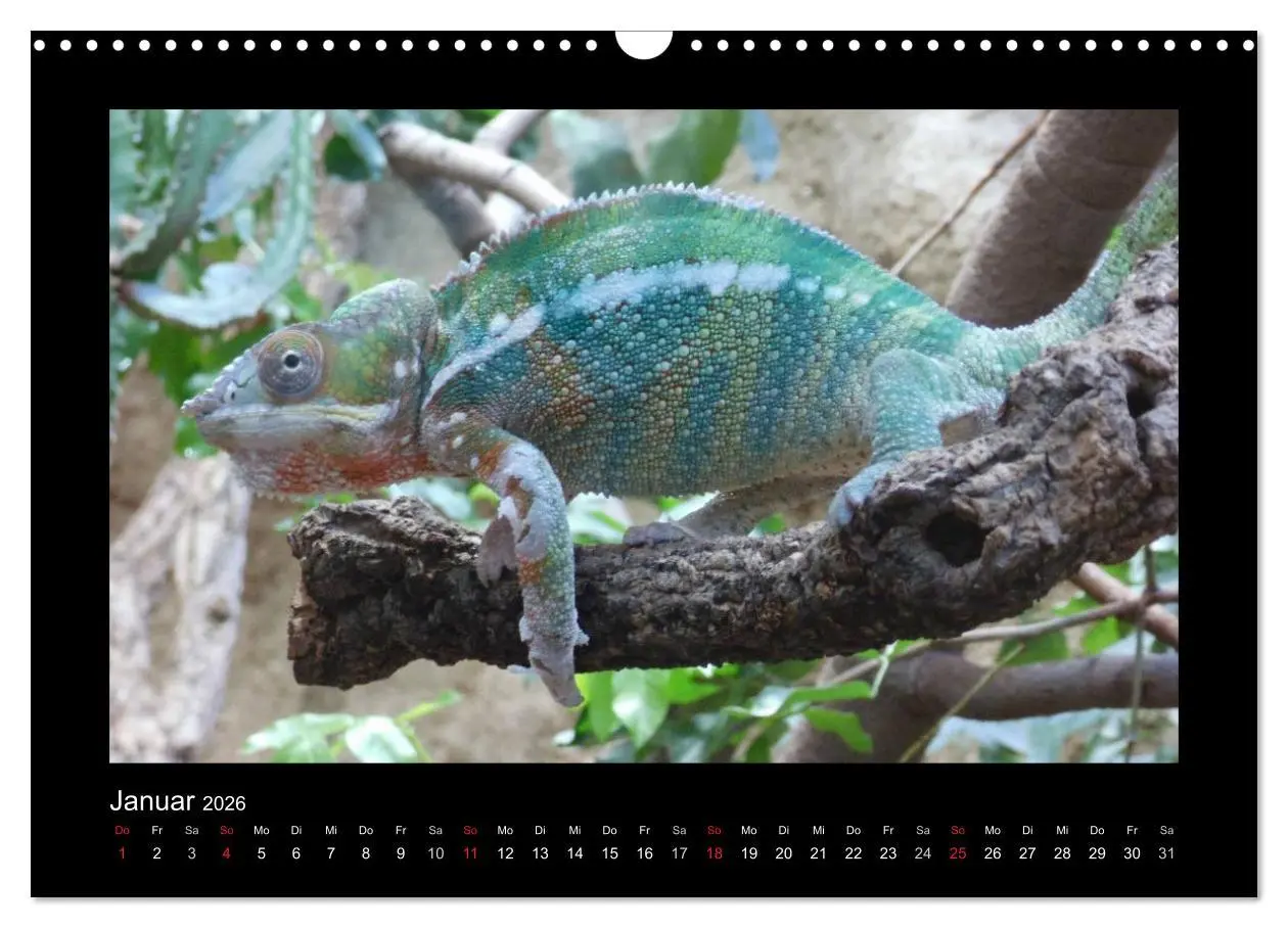 Bild: 9783516197198 | Faszinierende Reptilien (Wandkalender 2026 DIN A3 quer), CALVENDO...
