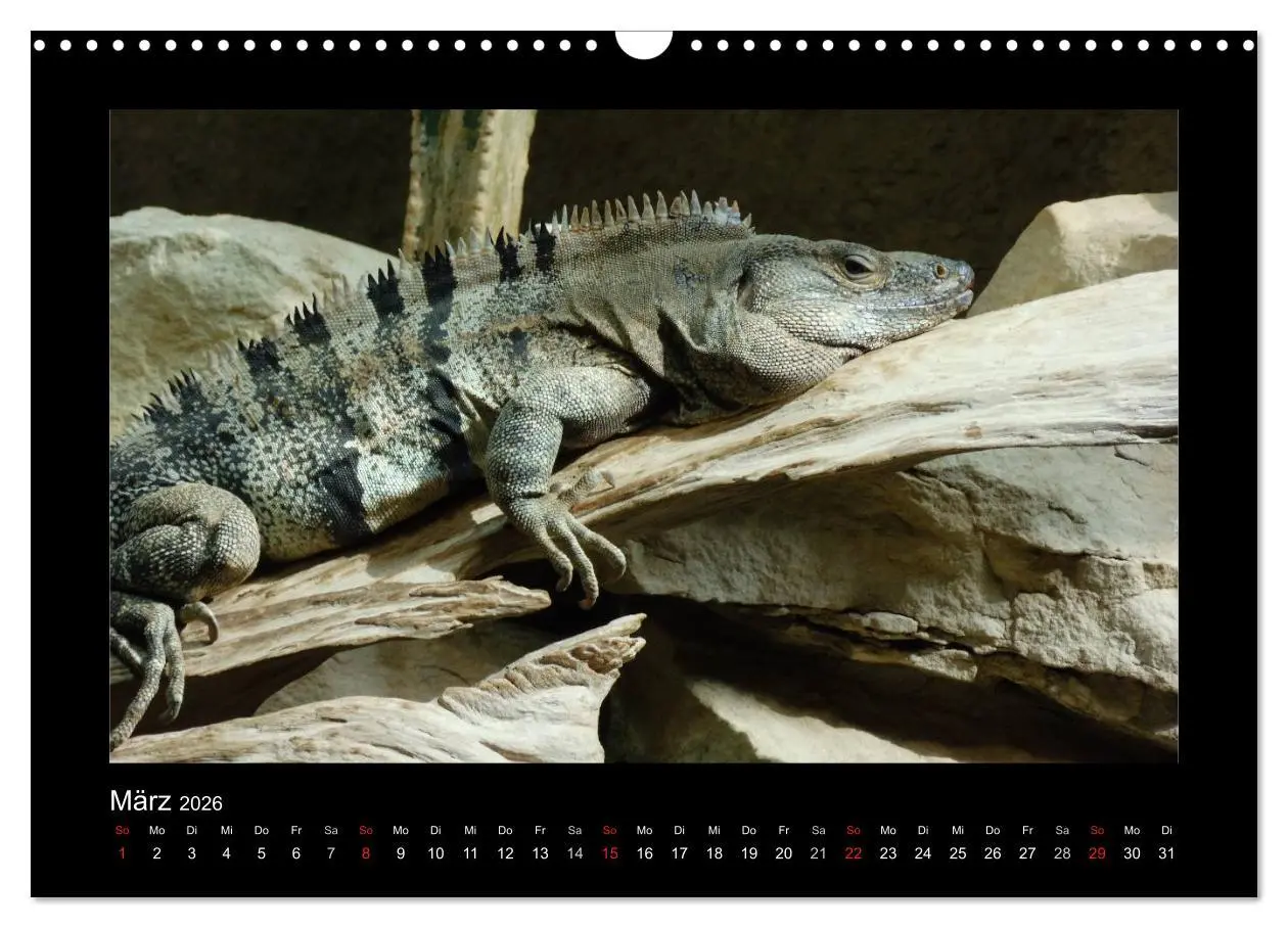 Bild: 9783516197198 | Faszinierende Reptilien (Wandkalender 2026 DIN A3 quer), CALVENDO...