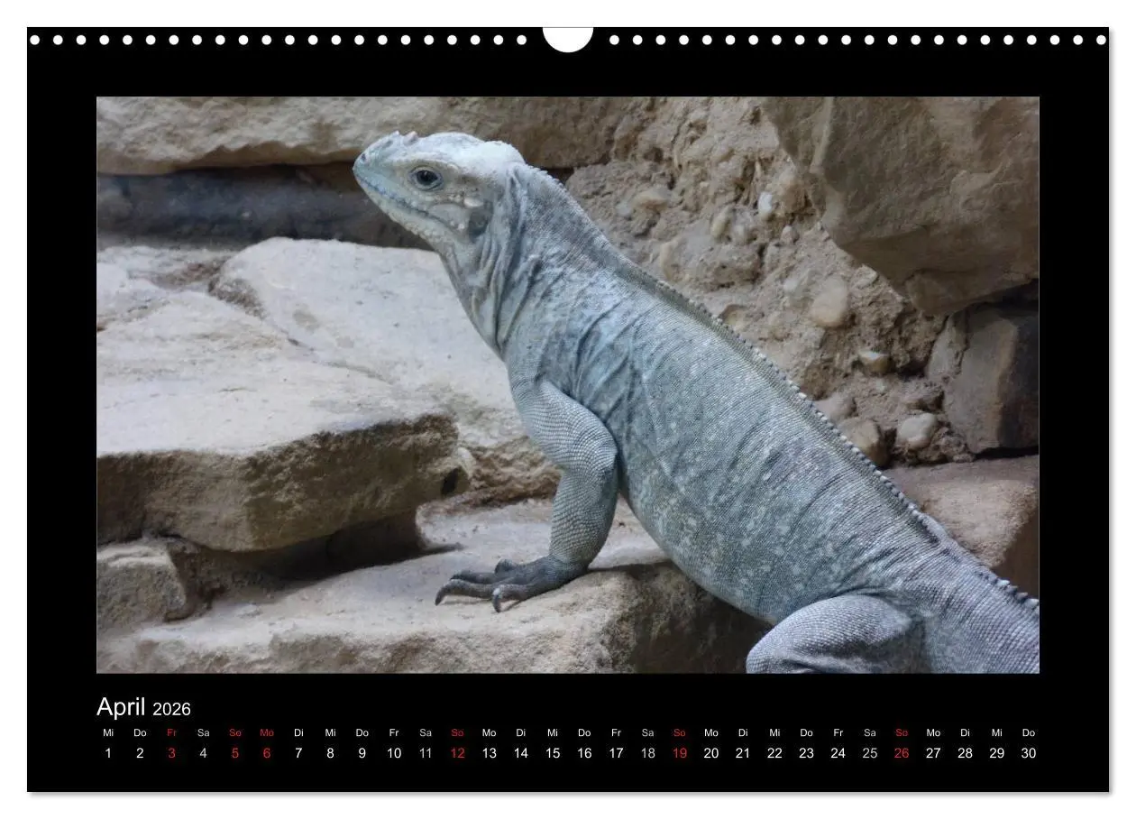 Bild: 9783516197198 | Faszinierende Reptilien (Wandkalender 2026 DIN A3 quer), CALVENDO...