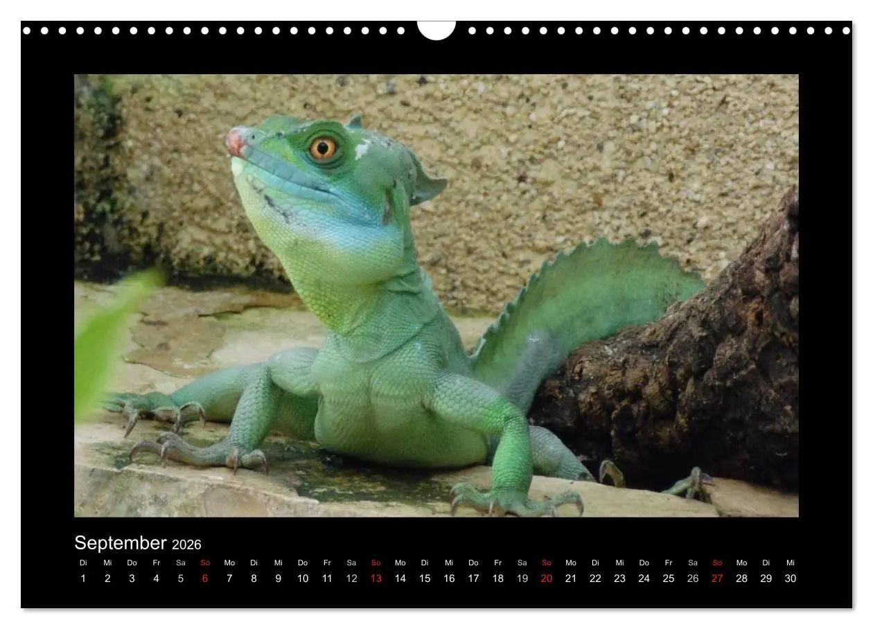 Bild: 9783516197198 | Faszinierende Reptilien (Wandkalender 2026 DIN A3 quer), CALVENDO...