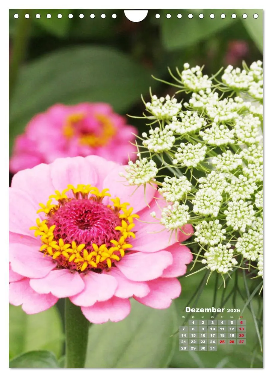 Bild: 9783516407198 | Zinnien im Garten (Wandkalender 2026 DIN A4 hoch), CALVENDO...