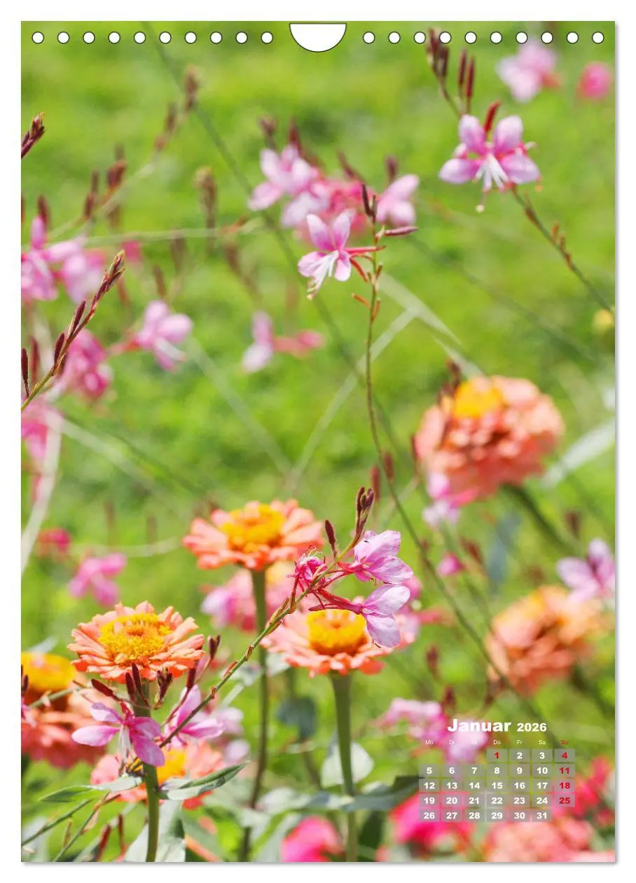 Bild: 9783516407198 | Zinnien im Garten (Wandkalender 2026 DIN A4 hoch), CALVENDO...