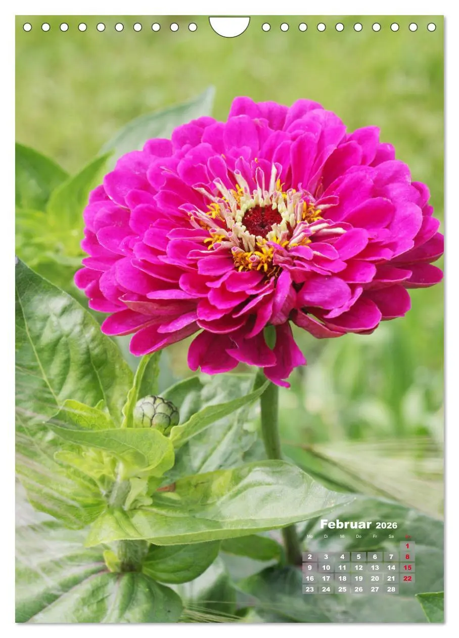 Bild: 9783516407198 | Zinnien im Garten (Wandkalender 2026 DIN A4 hoch), CALVENDO...
