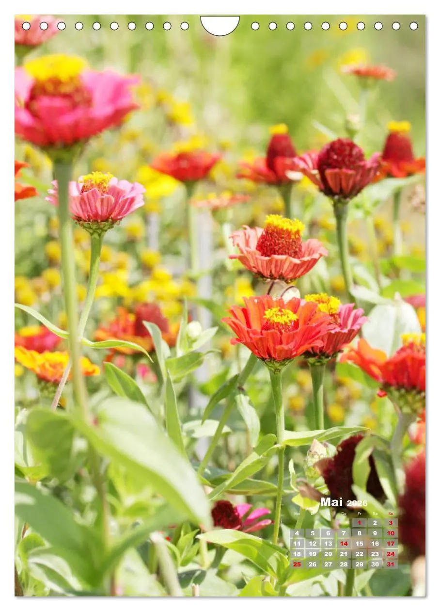 Bild: 9783516407198 | Zinnien im Garten (Wandkalender 2026 DIN A4 hoch), CALVENDO...