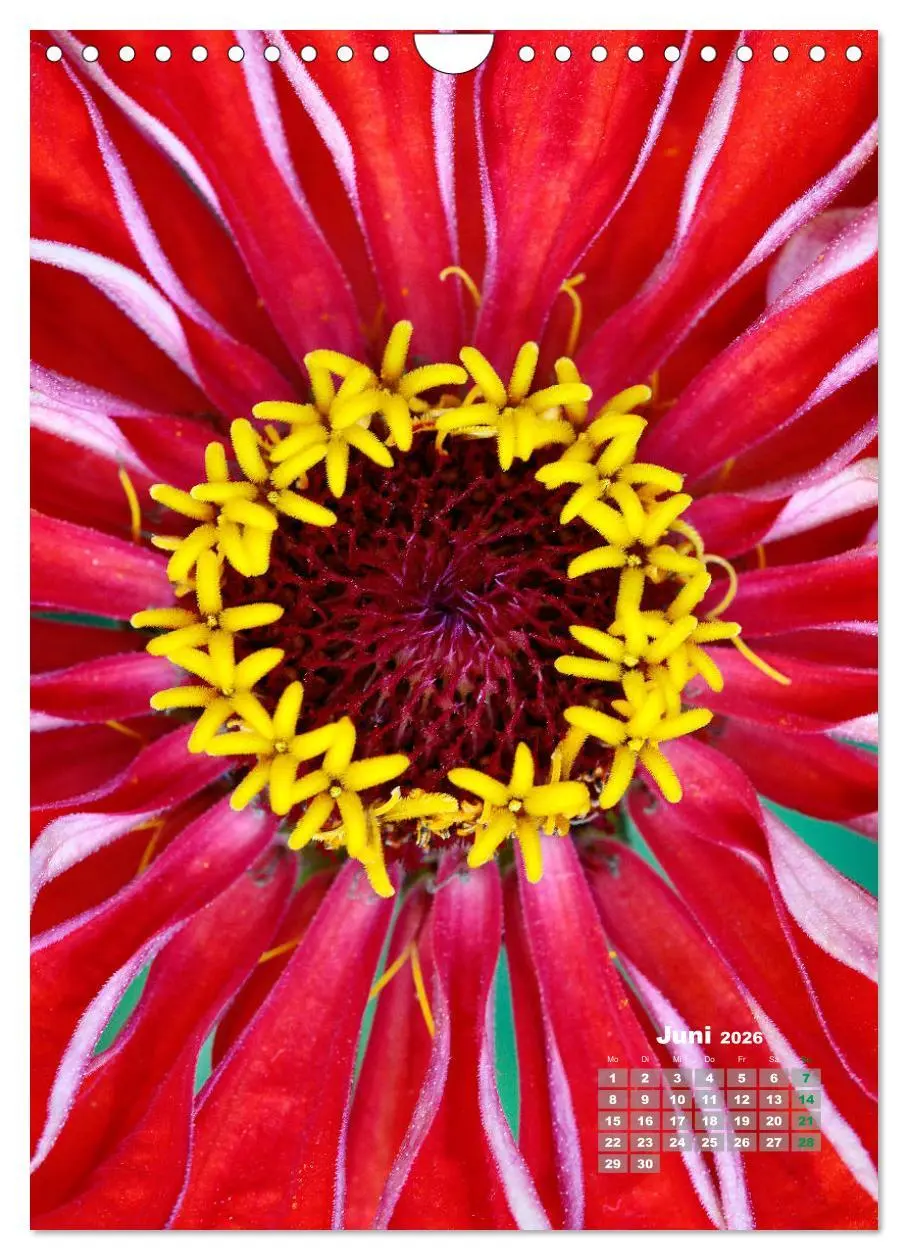 Bild: 9783516407198 | Zinnien im Garten (Wandkalender 2026 DIN A4 hoch), CALVENDO...