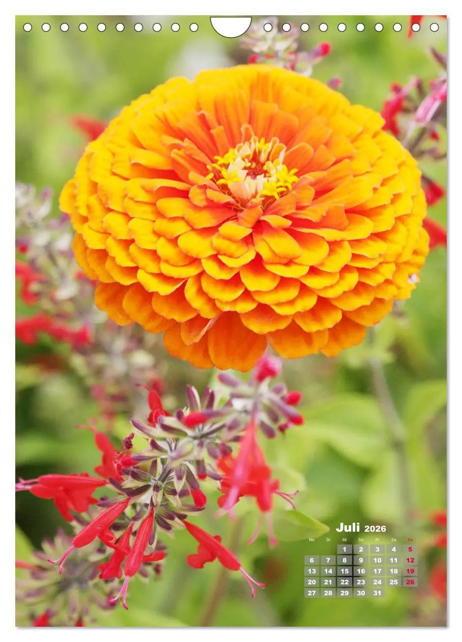 Bild: 9783516407198 | Zinnien im Garten (Wandkalender 2026 DIN A4 hoch), CALVENDO...