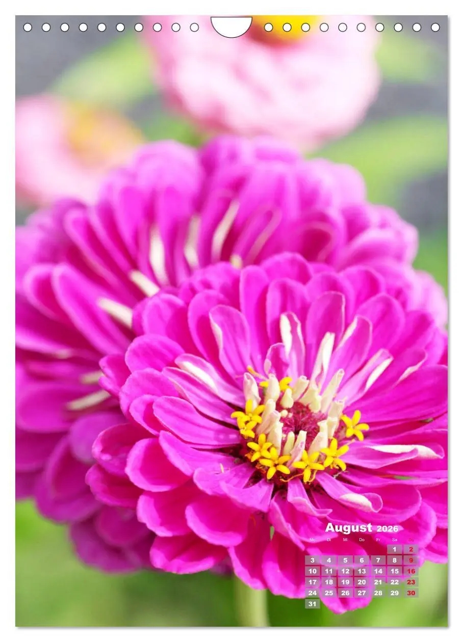Bild: 9783516407198 | Zinnien im Garten (Wandkalender 2026 DIN A4 hoch), CALVENDO...