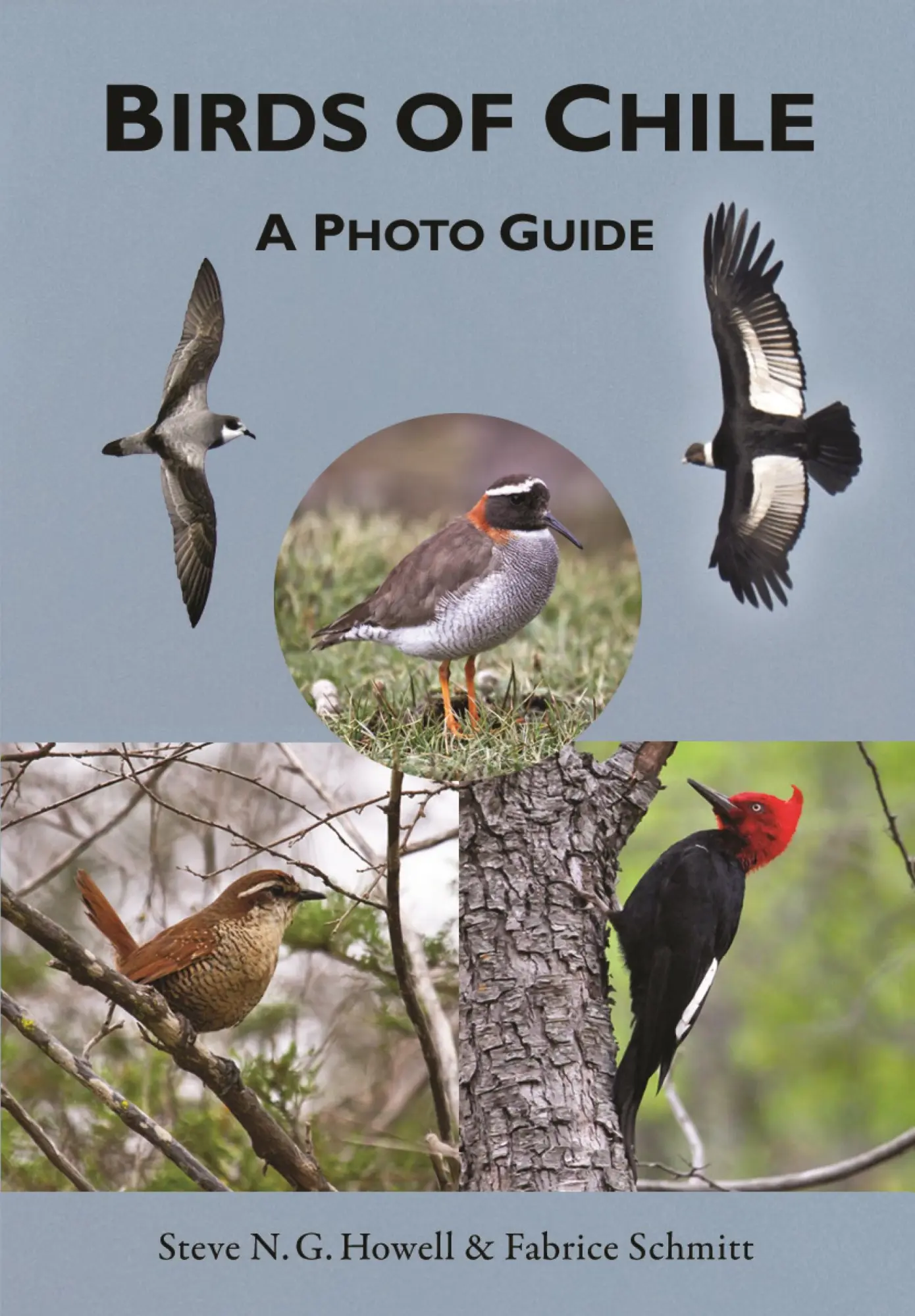 Cover: 9780691167398 | Birds of Chile | A Photo Guide | Steve N G Howell (u. a.) | Buch