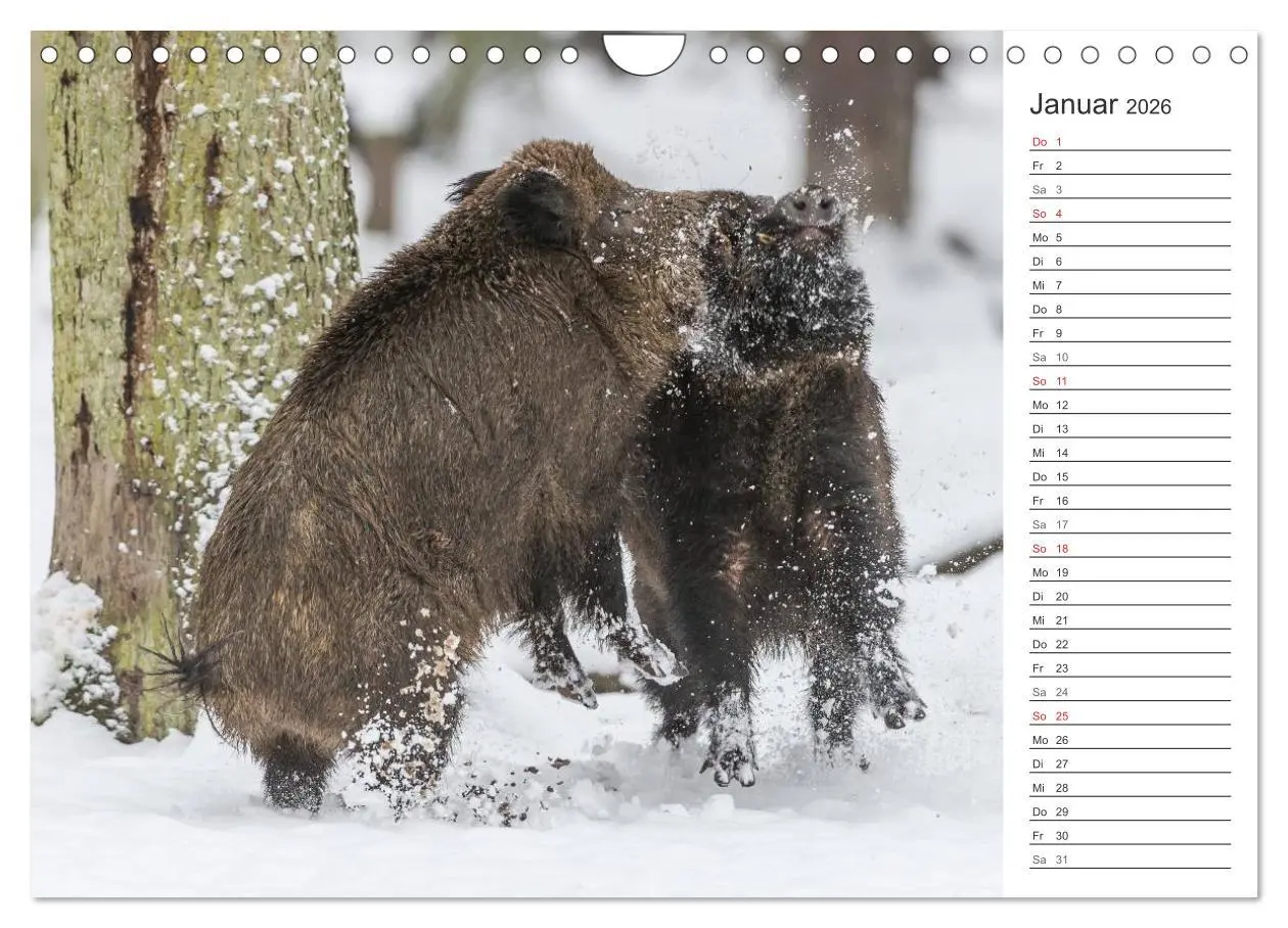 Bild: 9783516007398 | Emotionale Momente: Wild und Jagd. (Wandkalender 2026 DIN A4 quer),...