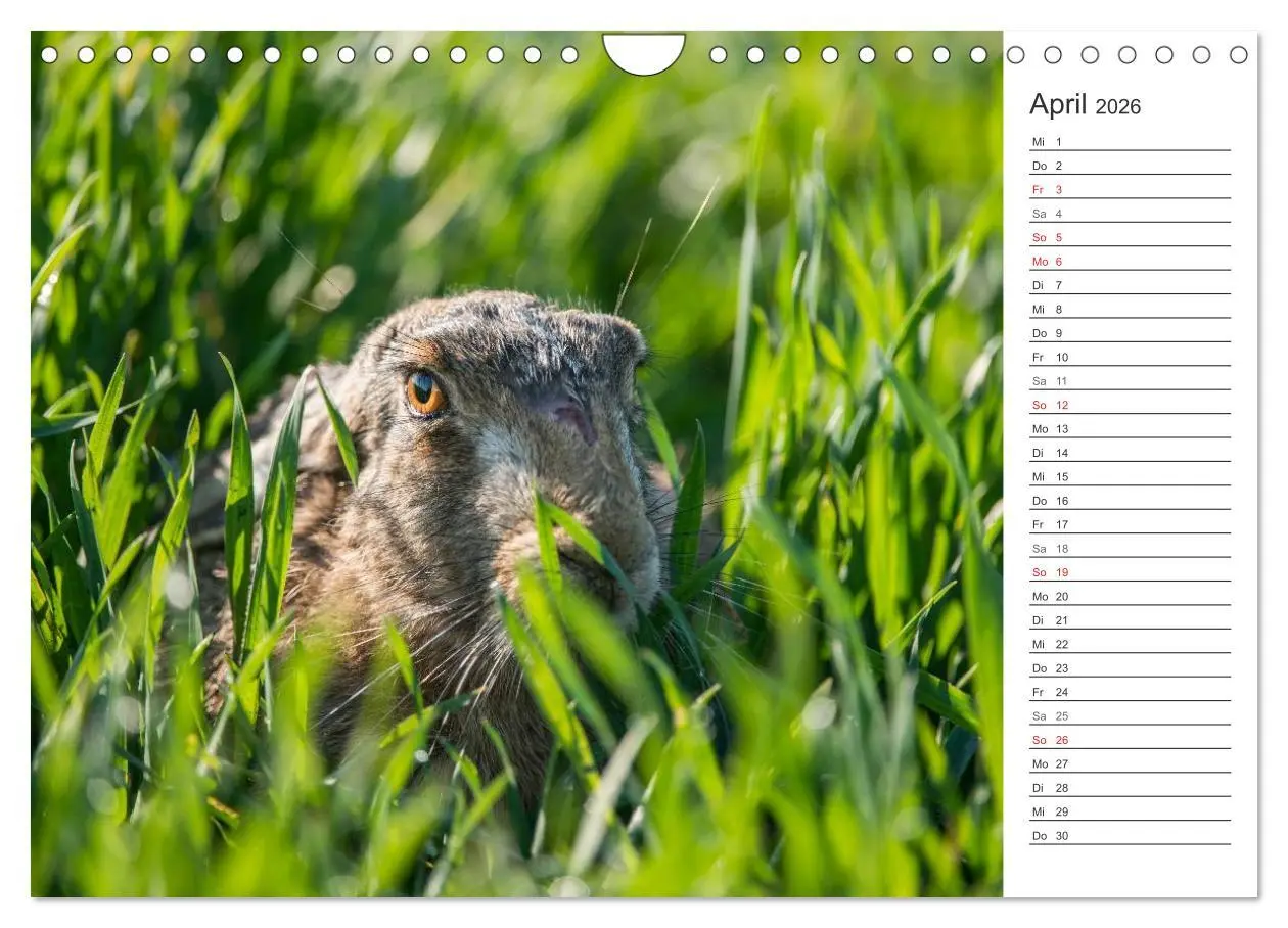 Bild: 9783516007398 | Emotionale Momente: Wild und Jagd. (Wandkalender 2026 DIN A4 quer),...