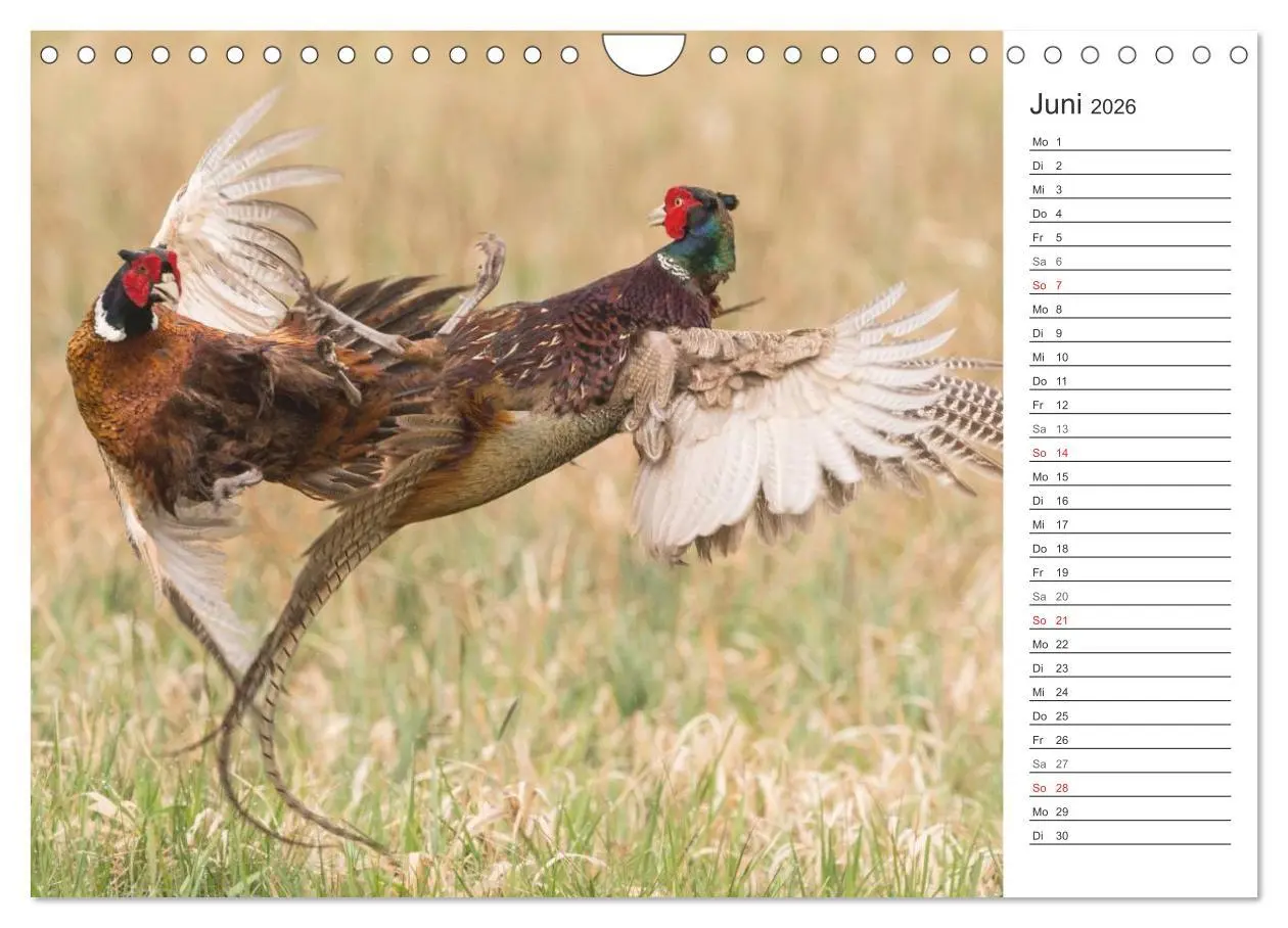 Bild: 9783516007398 | Emotionale Momente: Wild und Jagd. (Wandkalender 2026 DIN A4 quer),...