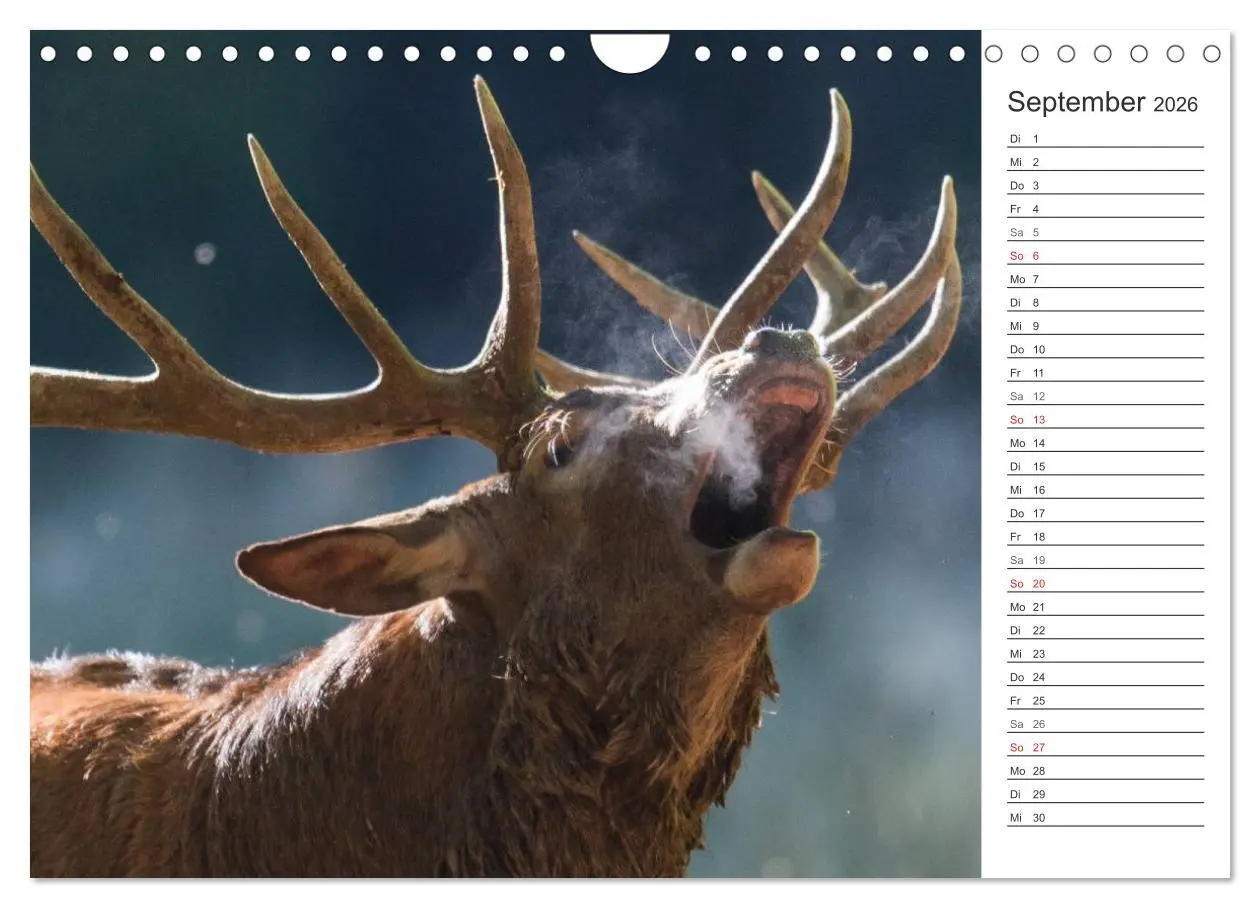 Bild: 9783516007398 | Emotionale Momente: Wild und Jagd. (Wandkalender 2026 DIN A4 quer),...