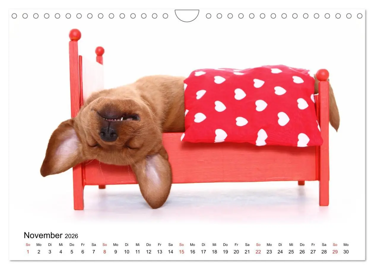 Bild: 9783457837498 | Funny Dogs (Wandkalender 2026 DIN A4 quer), CALVENDO Monatskalender