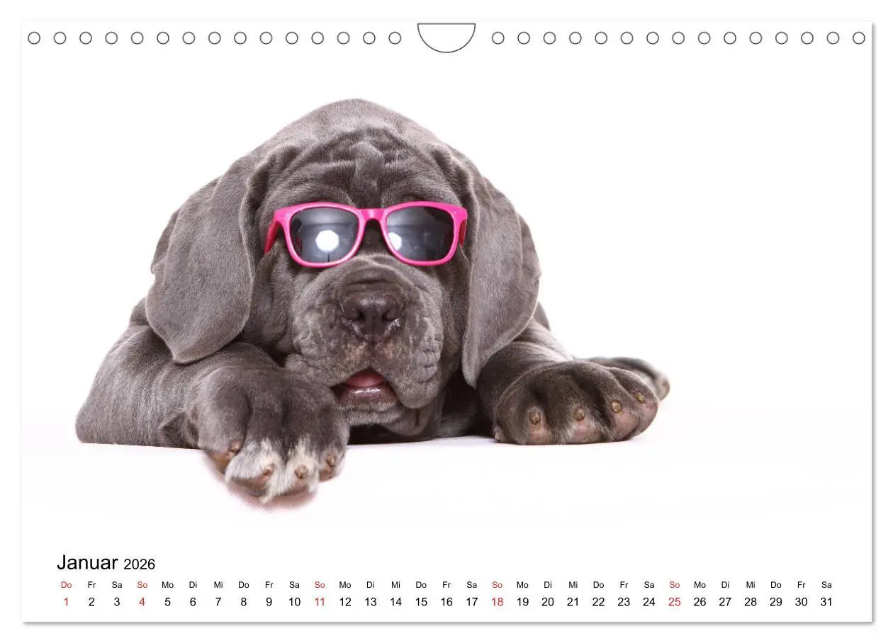 Bild: 9783457837498 | Funny Dogs (Wandkalender 2026 DIN A4 quer), CALVENDO Monatskalender