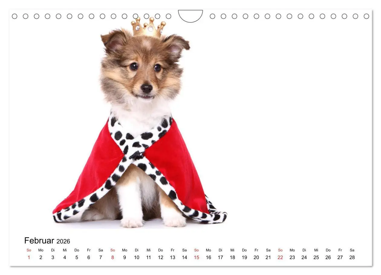 Bild: 9783457837498 | Funny Dogs (Wandkalender 2026 DIN A4 quer), CALVENDO Monatskalender