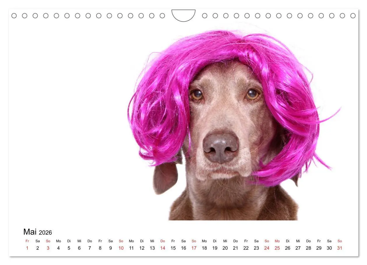 Bild: 9783457837498 | Funny Dogs (Wandkalender 2026 DIN A4 quer), CALVENDO Monatskalender