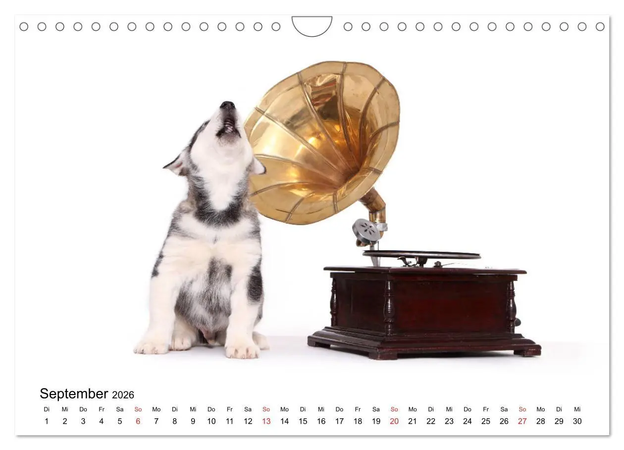 Bild: 9783457837498 | Funny Dogs (Wandkalender 2026 DIN A4 quer), CALVENDO Monatskalender