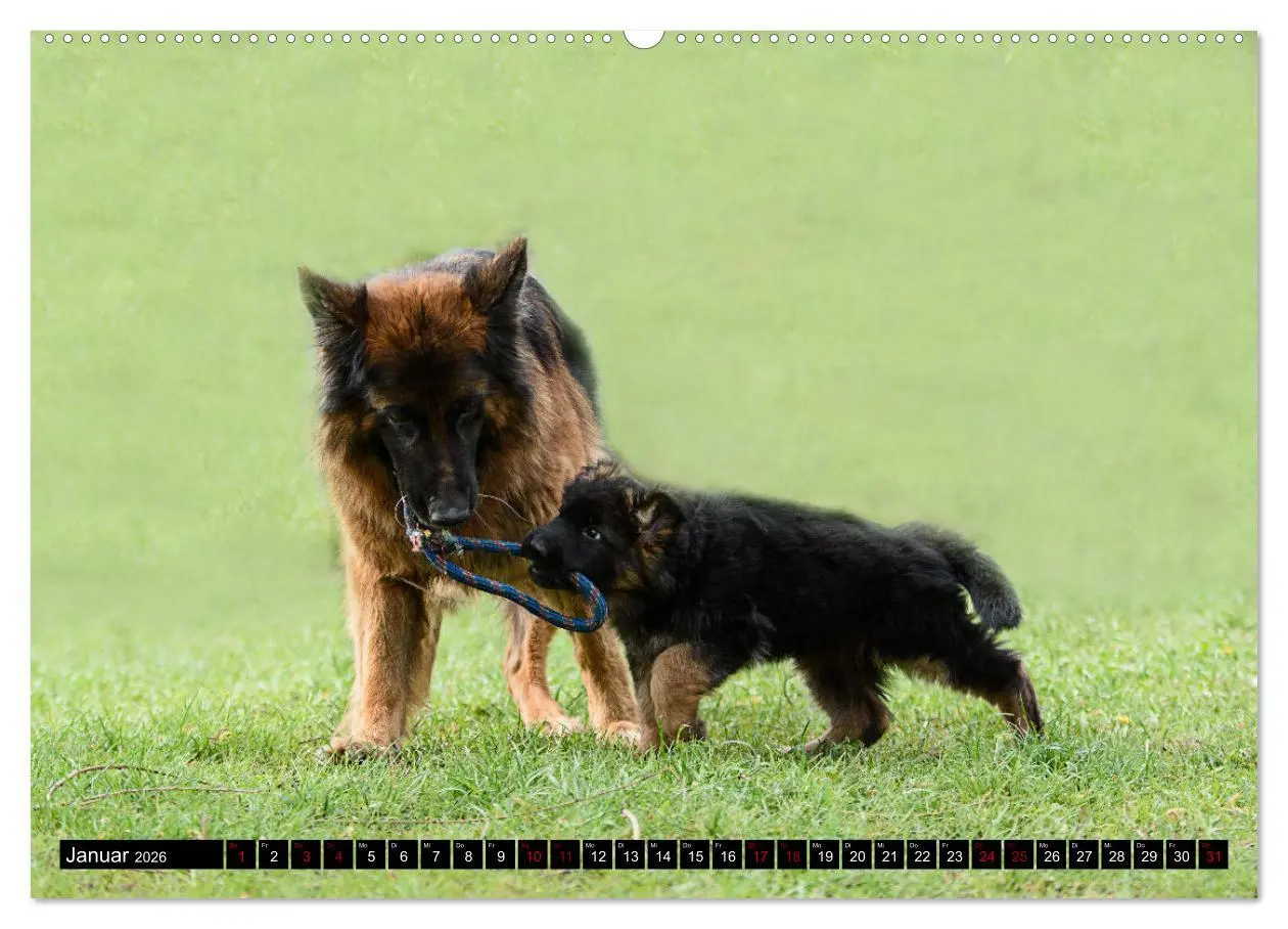 Bild: 9783457517598 | Langstockhaar - Schäferhund - Babys (Wandkalender 2026 DIN A2...