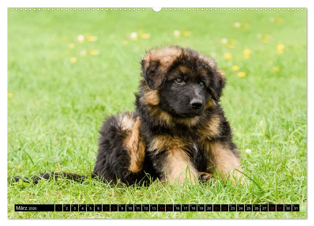 Bild: 9783457517598 | Langstockhaar - Schäferhund - Babys (Wandkalender 2026 DIN A2...