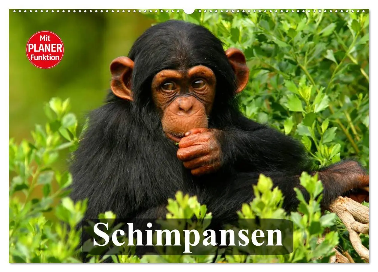 Cover: 9783457997598 | Schimpansen (Wandkalender 2026 DIN A2 quer), CALVENDO Monatskalender