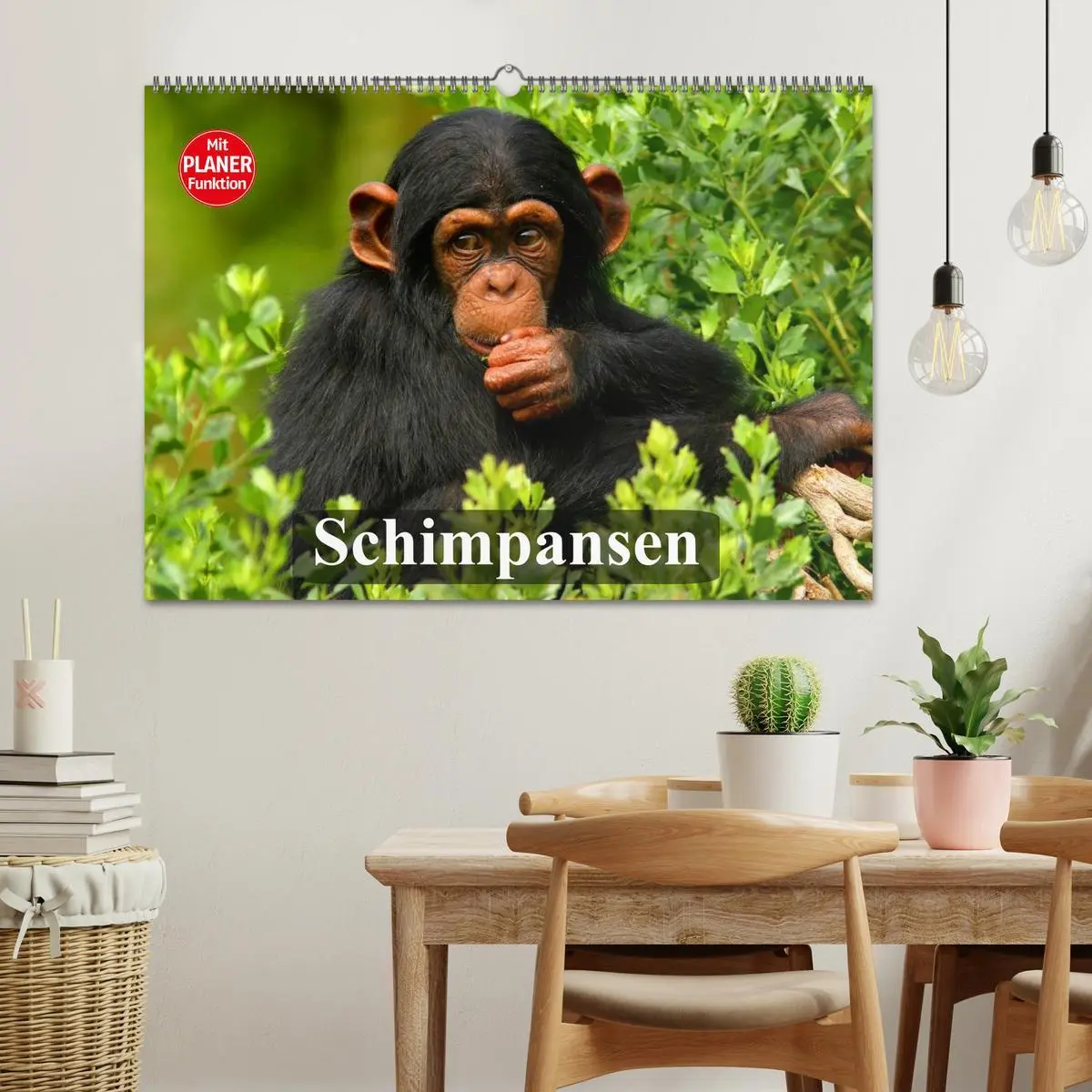 Bild: 9783457997598 | Schimpansen (Wandkalender 2026 DIN A2 quer), CALVENDO Monatskalender