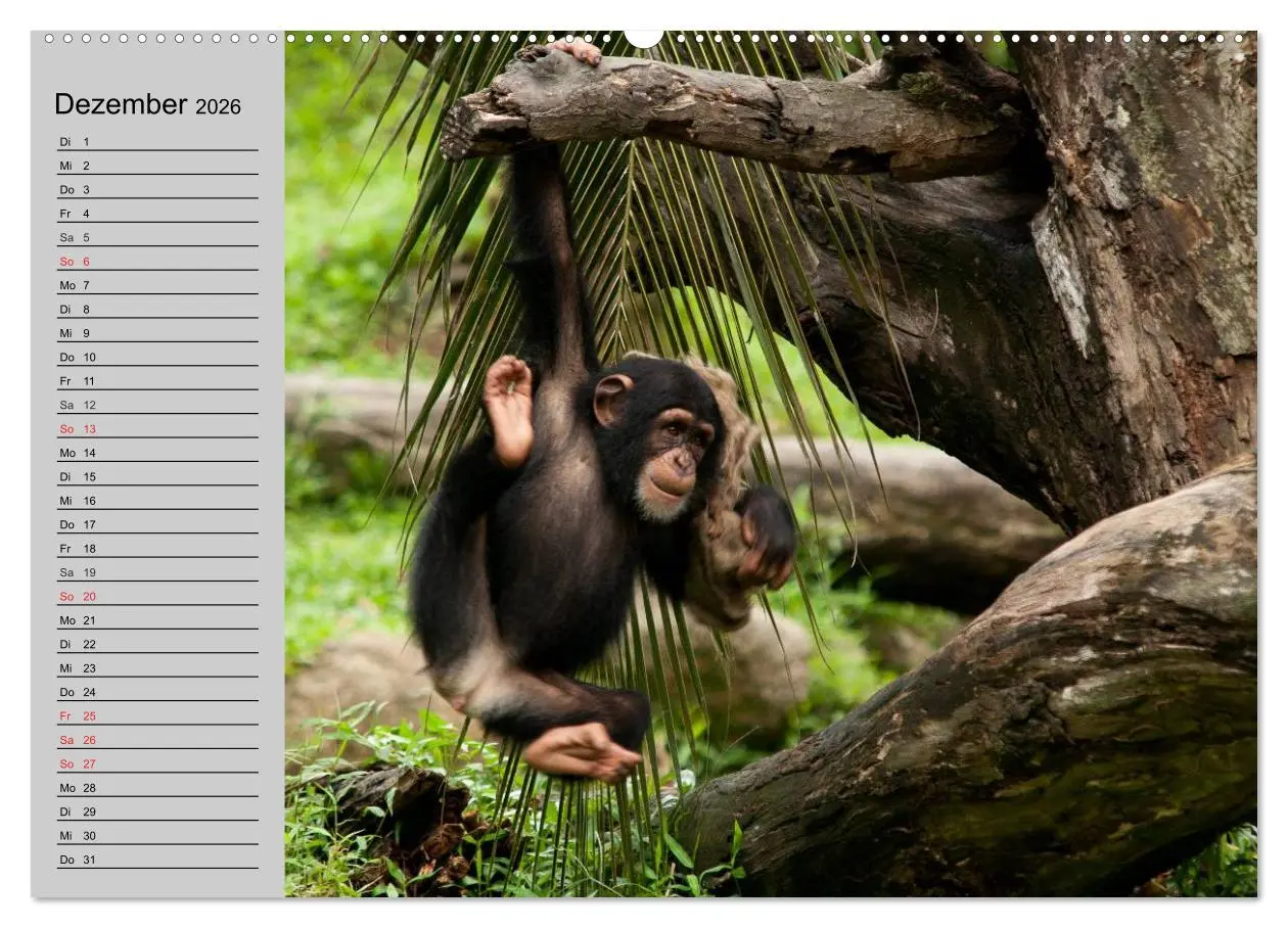Bild: 9783457997598 | Schimpansen (Wandkalender 2026 DIN A2 quer), CALVENDO Monatskalender