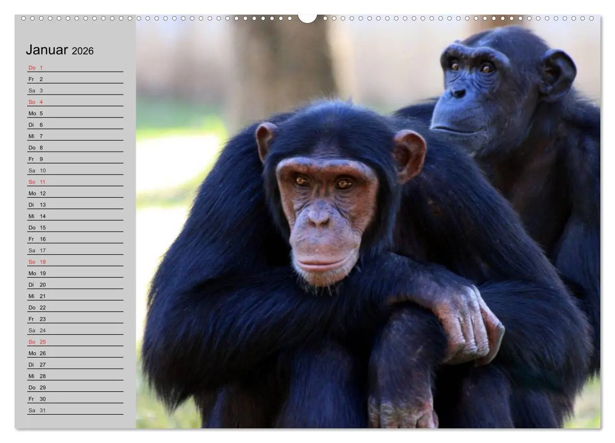 Bild: 9783457997598 | Schimpansen (Wandkalender 2026 DIN A2 quer), CALVENDO Monatskalender