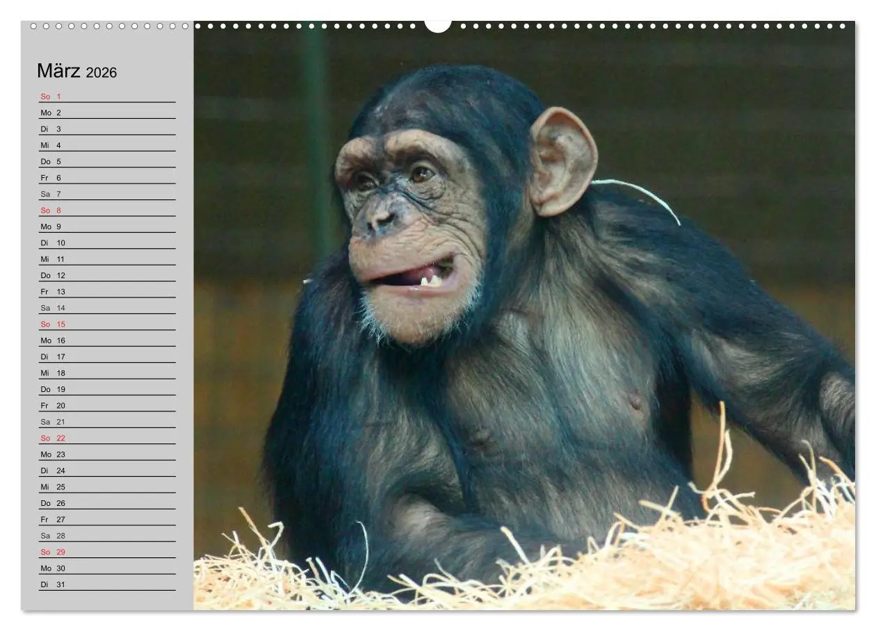 Bild: 9783457997598 | Schimpansen (Wandkalender 2026 DIN A2 quer), CALVENDO Monatskalender