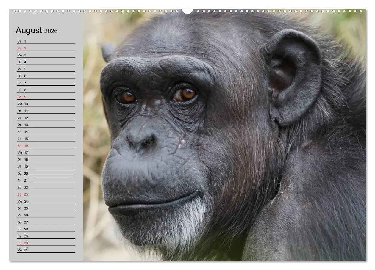 Bild: 9783457997598 | Schimpansen (Wandkalender 2026 DIN A2 quer), CALVENDO Monatskalender