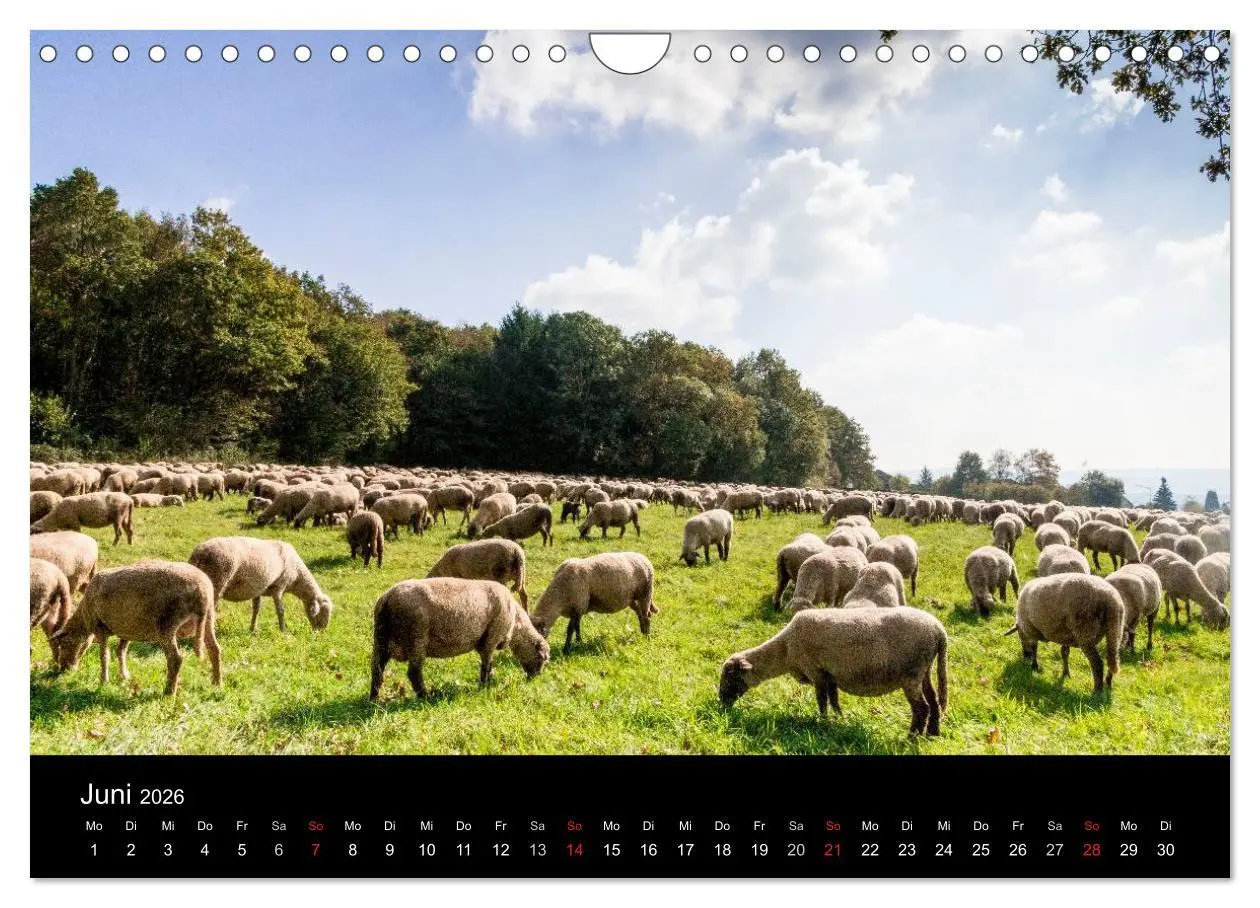 Bild: 9783516087598 | Meine Heimat Westerwald (Wandkalender 2026 DIN A4 quer), CALVENDO...