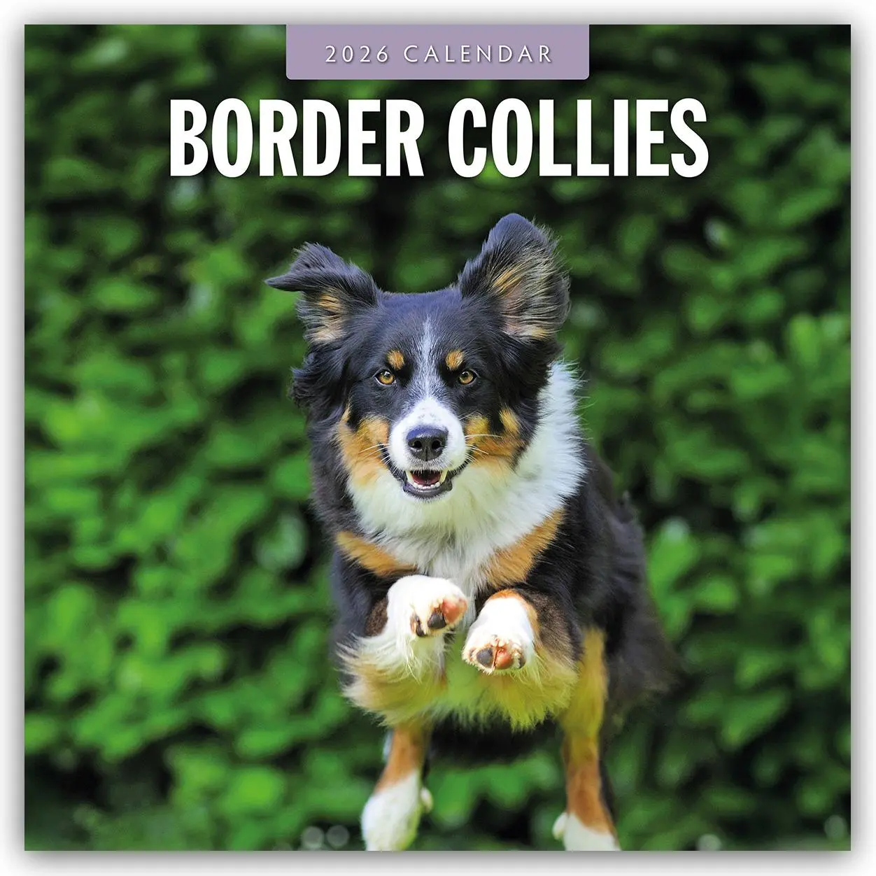 Cover: 9781804427798 | Border Collies 2026 Square Wall Calendar | Red Robin | Taschenbuch