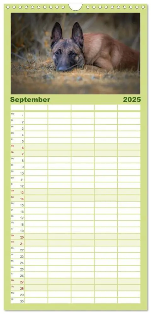 Bild: 9783457117798 | Familienplaner 2025 - Belgischer Schäferhund - Der Malinois mit 5...