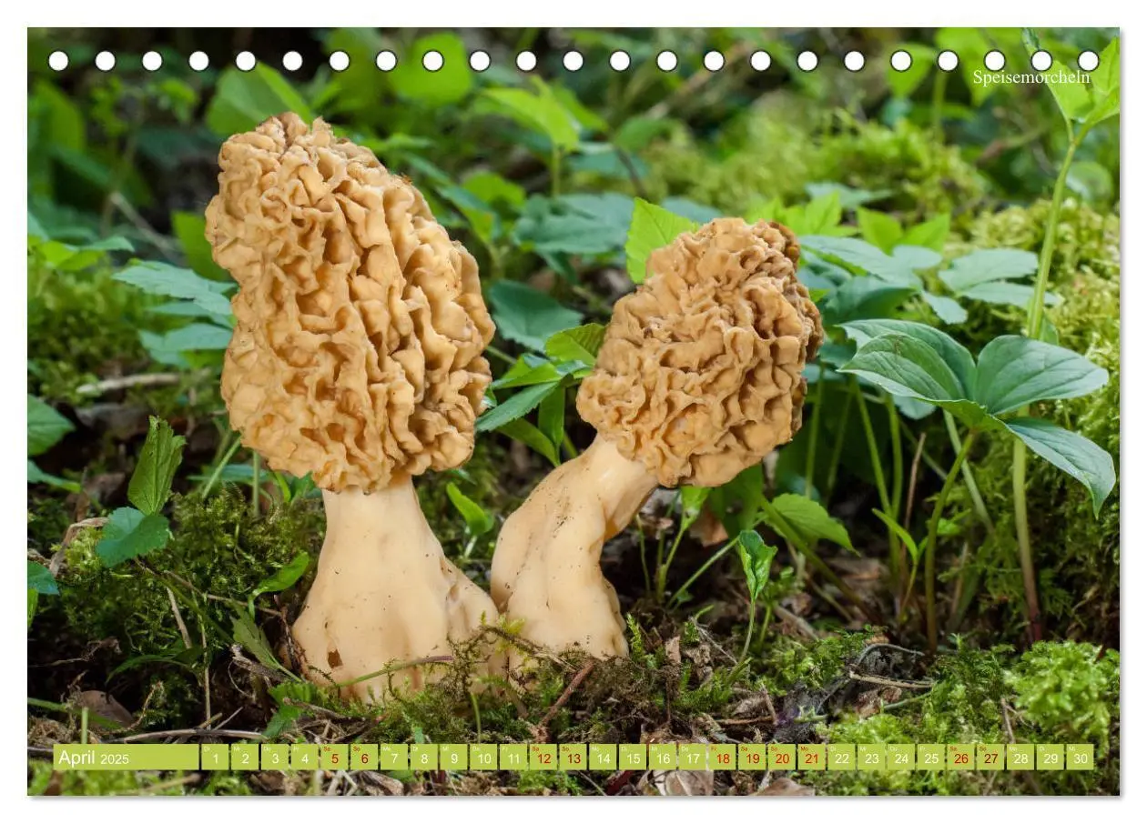 Bild: 9783435257898 | Pilze finden - das ganze Jahr! (Tischkalender 2025 DIN A5 quer),...