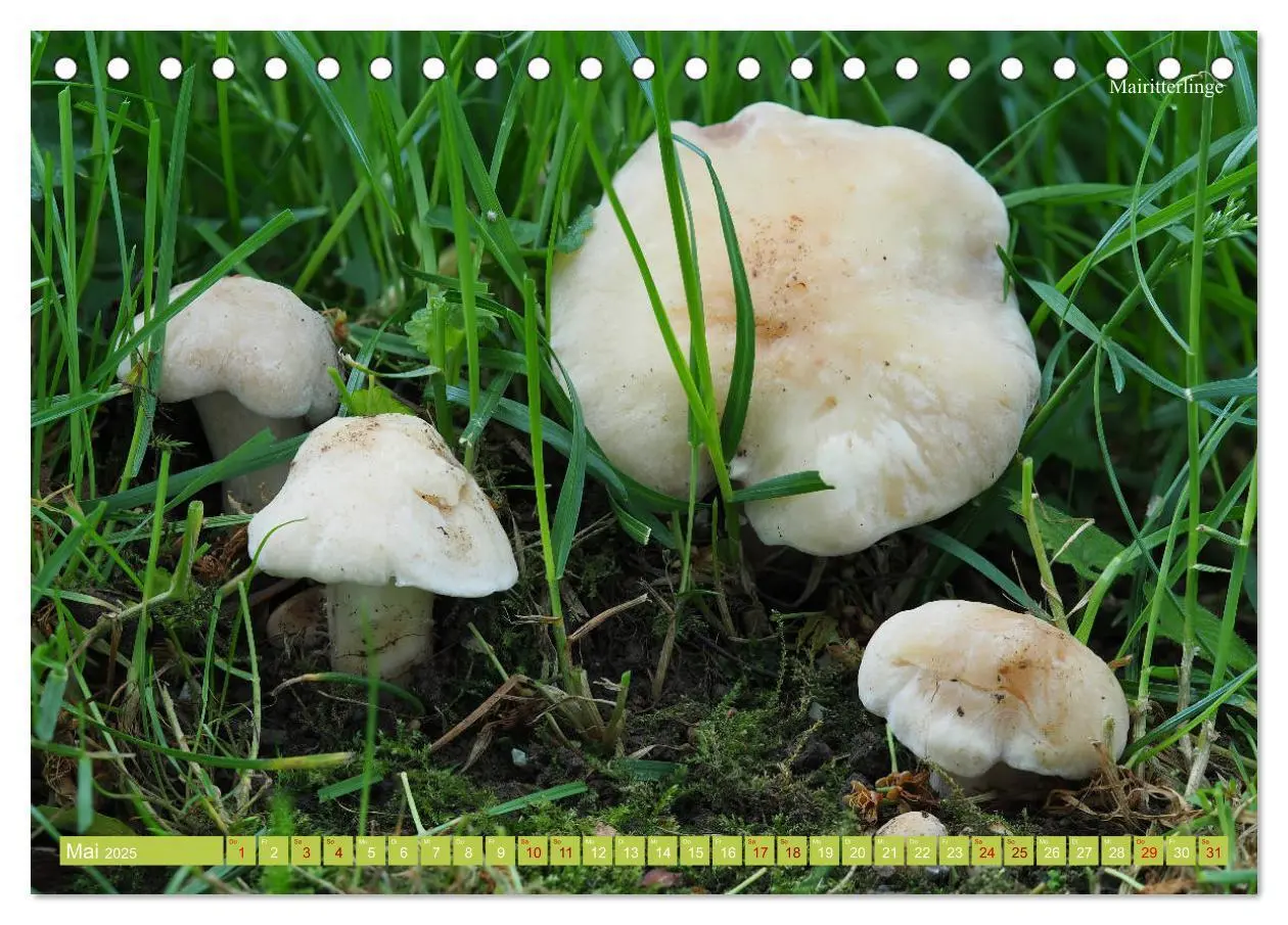 Bild: 9783435257898 | Pilze finden - das ganze Jahr! (Tischkalender 2025 DIN A5 quer),...